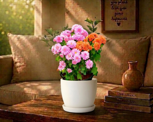 SBL - CHRYSANTHEMUM